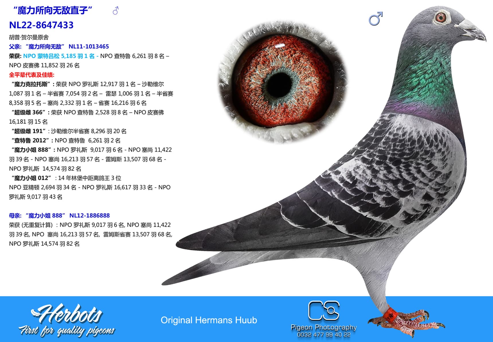 pigeon: “魔力所向无敌直子”