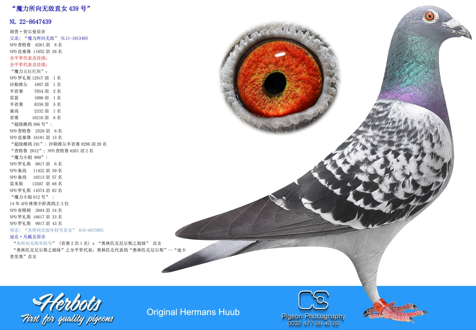 pigeon: undefined