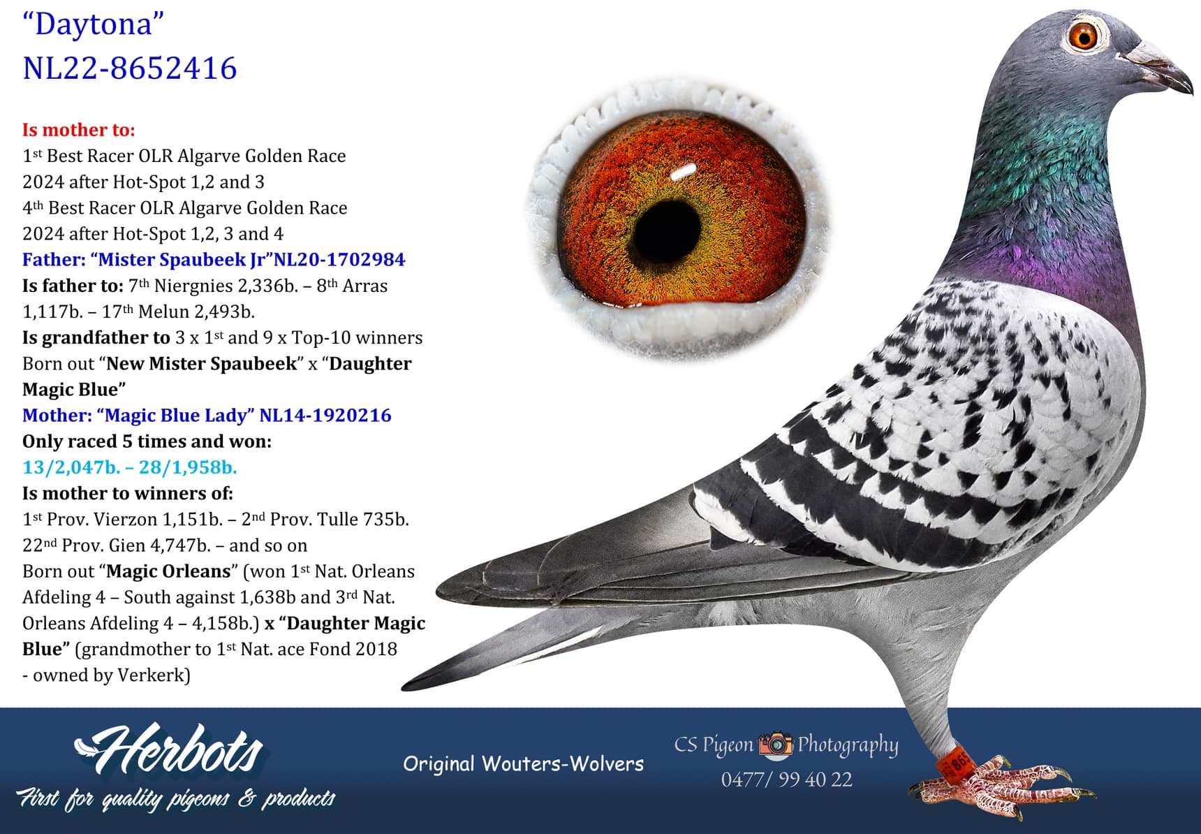 pigeon: undefined