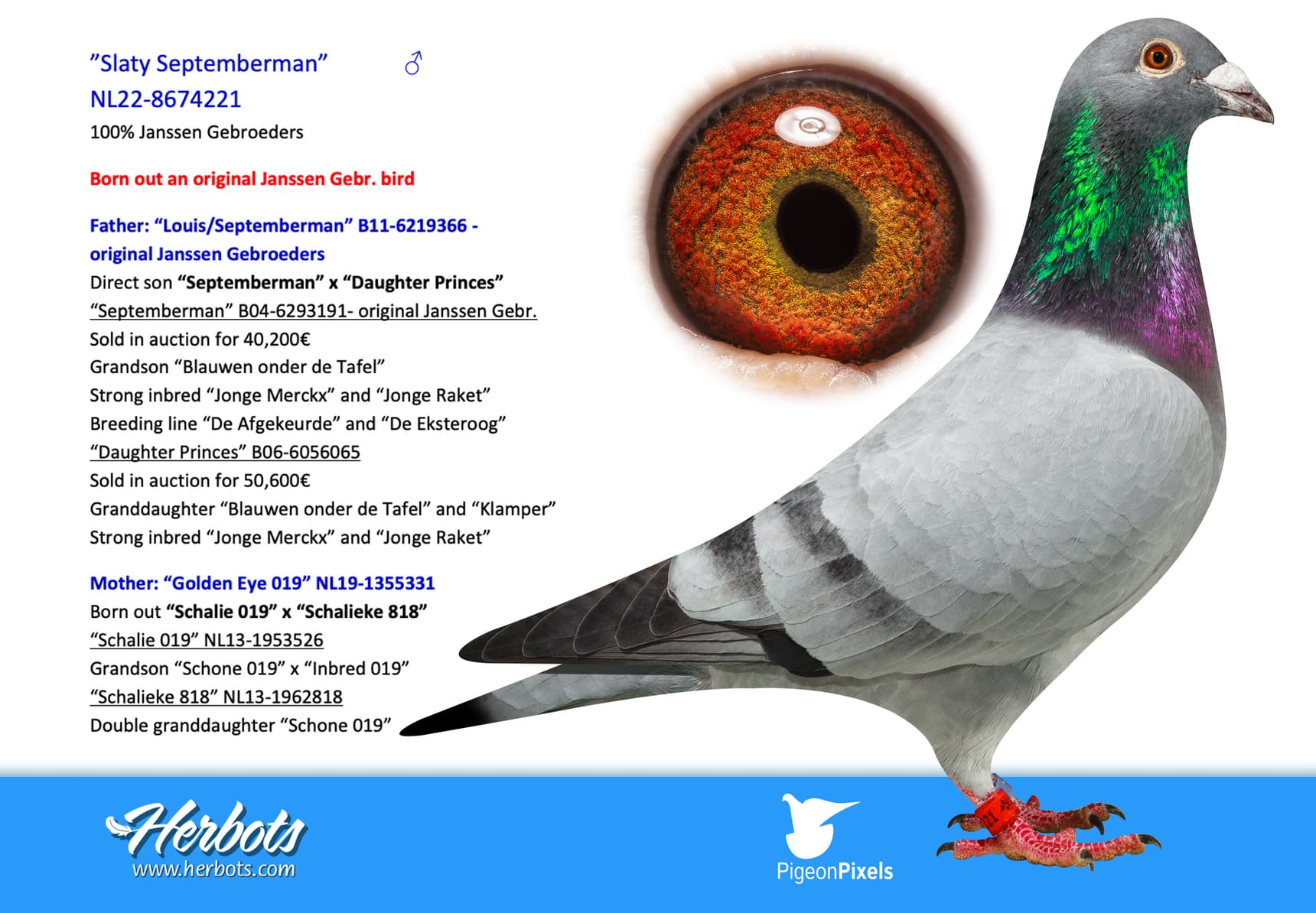 pigeon: undefined