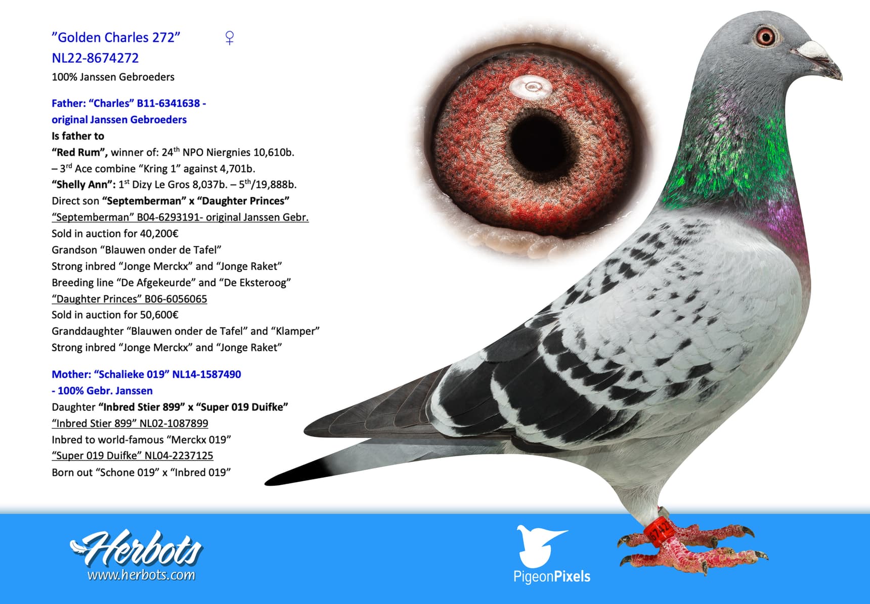 pigeon: undefined