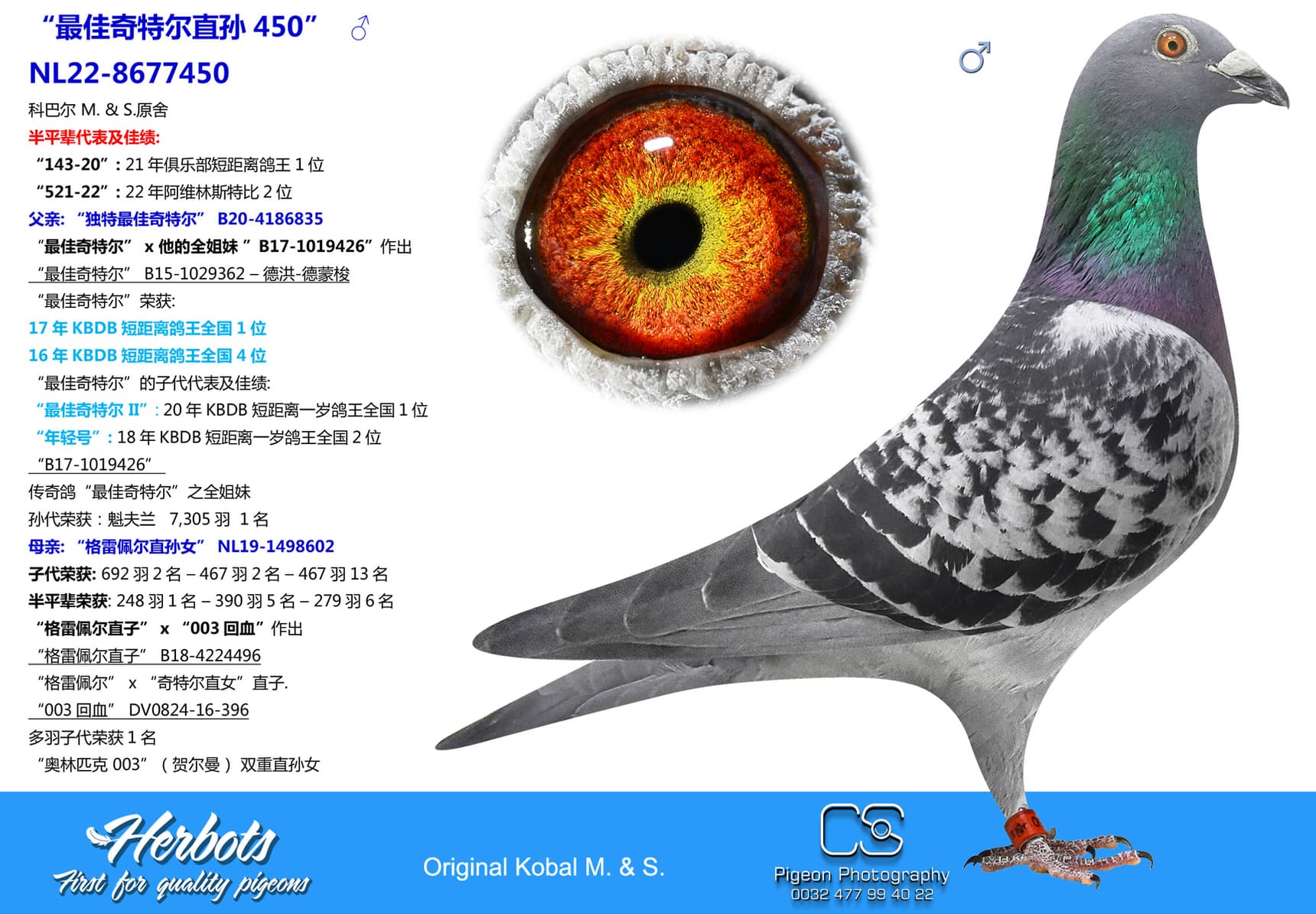 pigeon: undefined