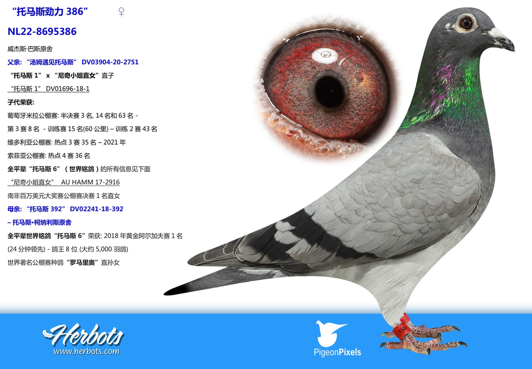 pigeon: “托马斯劲力386”