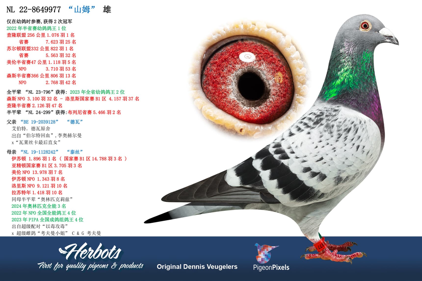 pigeon: “山姆”