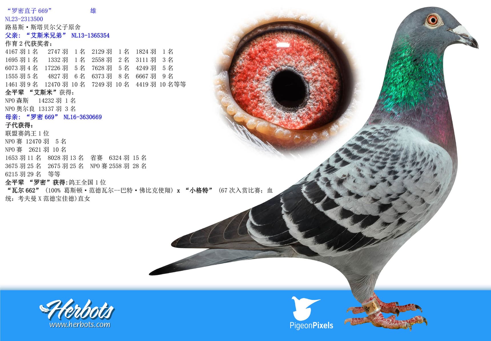 pigeon: “罗密直子669”