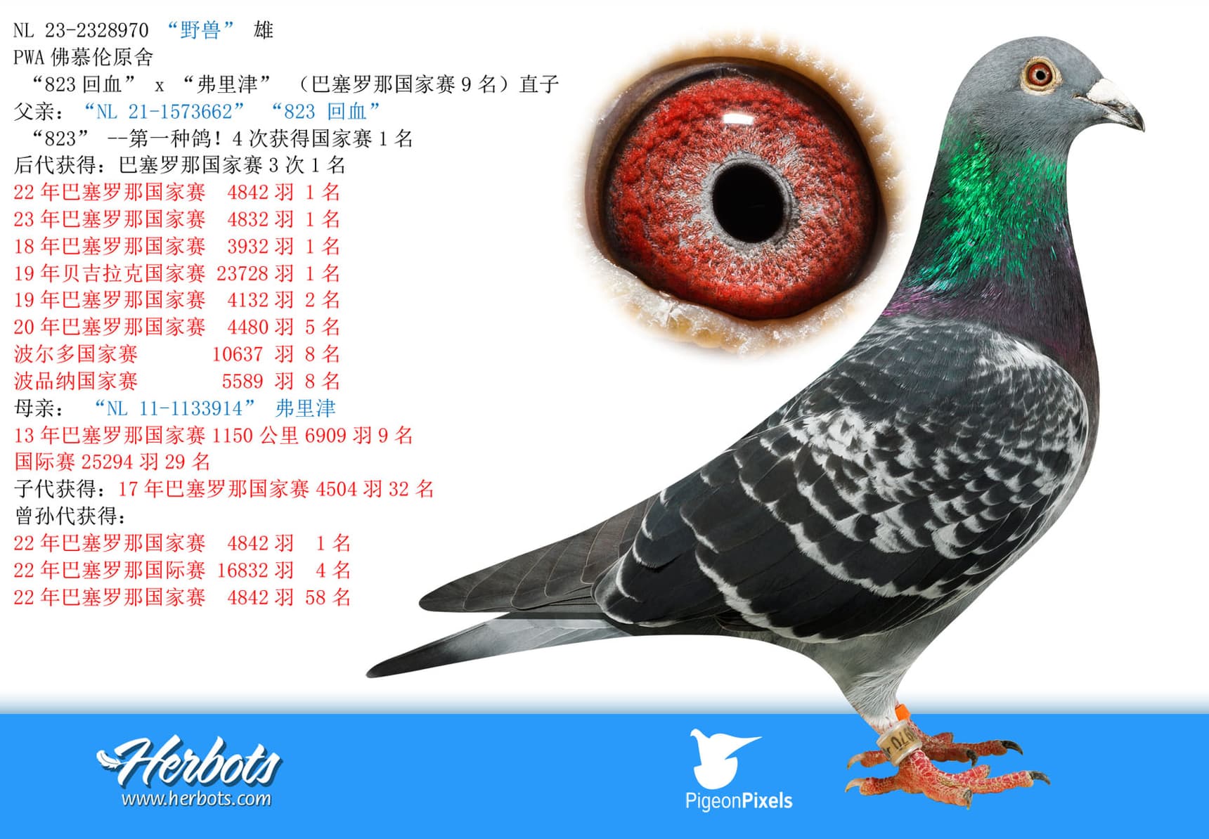 pigeon: “野兽”