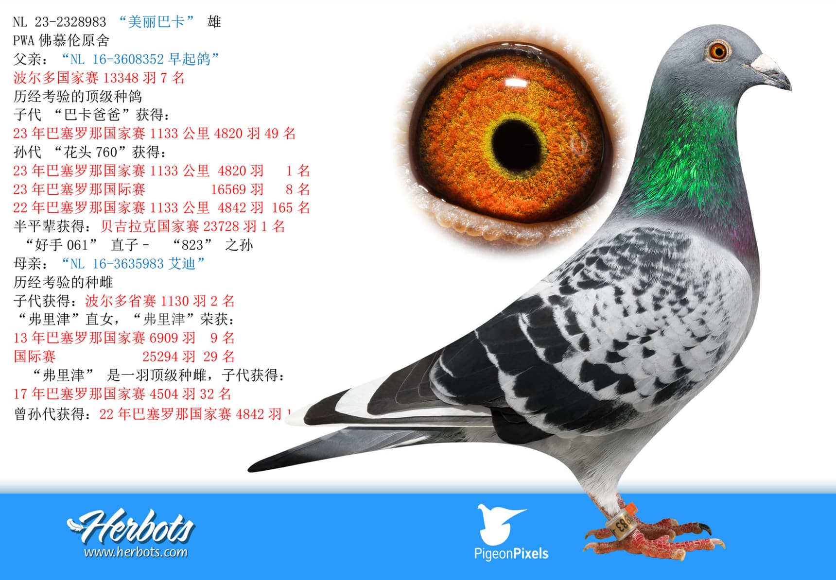 pigeon: “美丽巴卡”