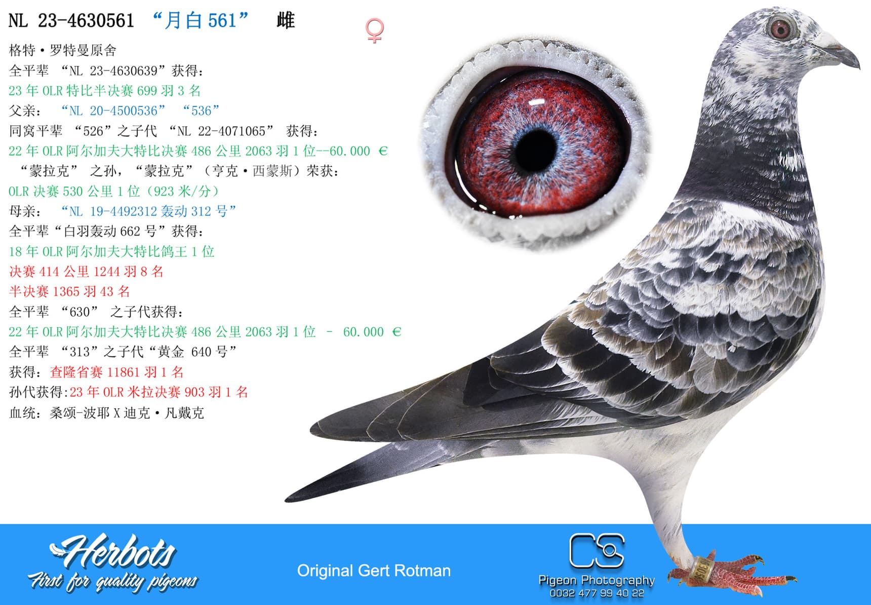 pigeon: “月白561”