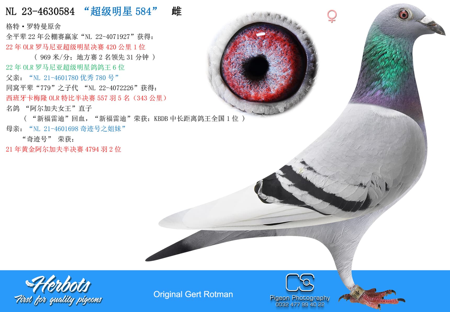 pigeon: undefined