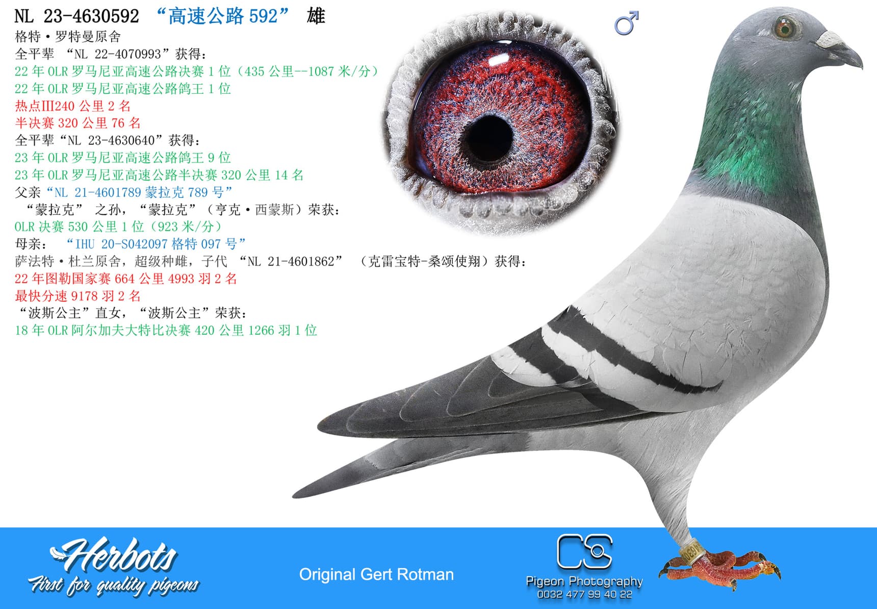 pigeon: undefined