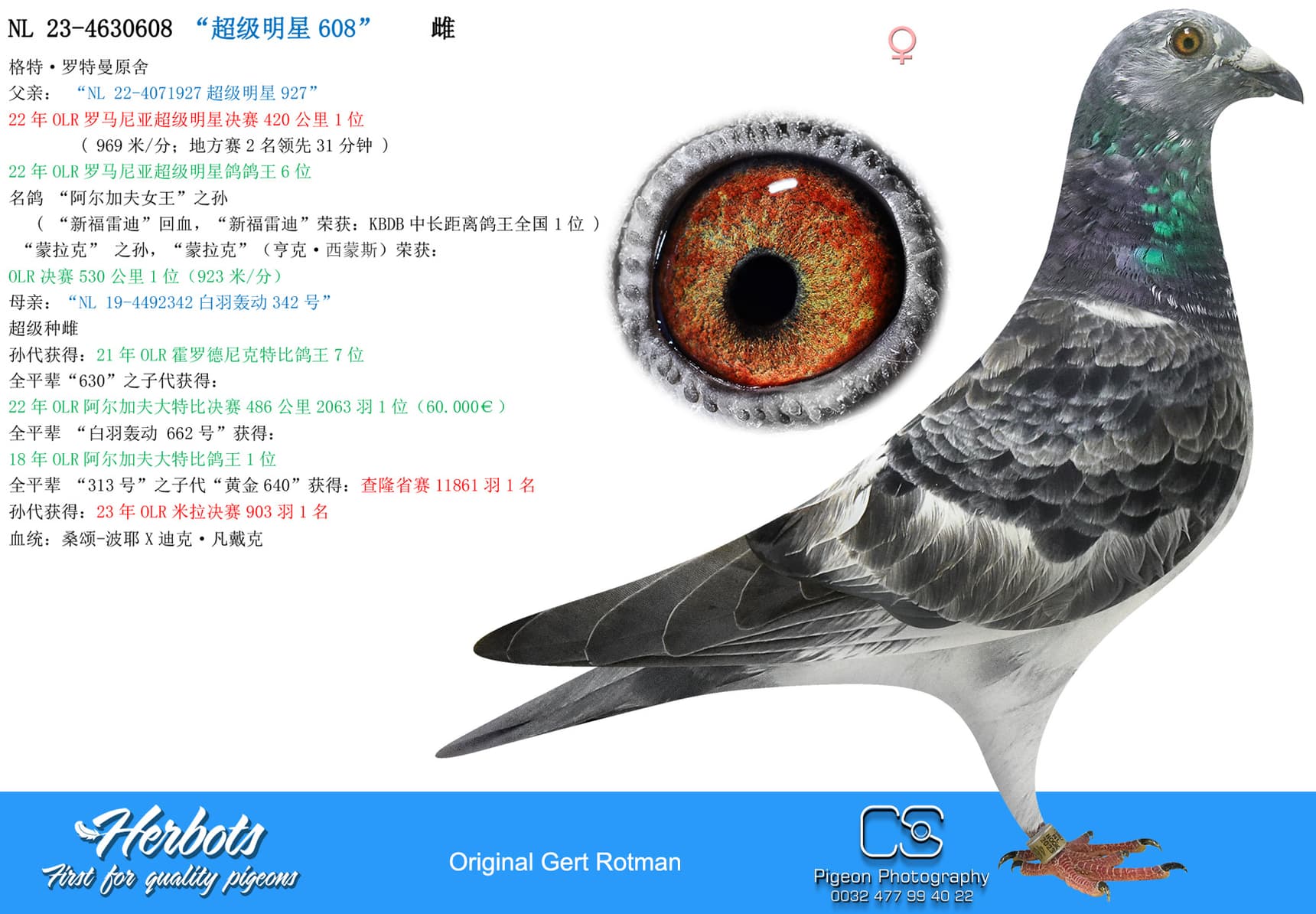 pigeon: undefined