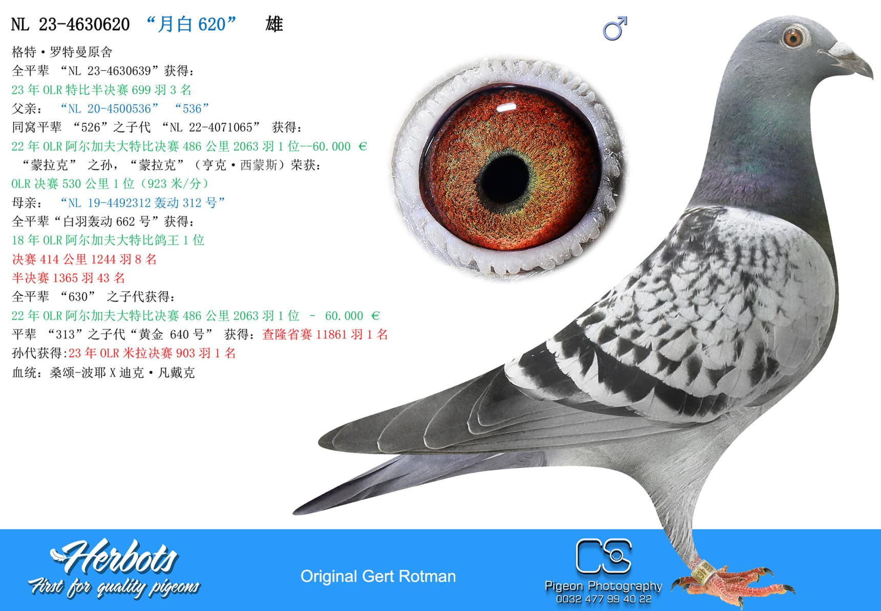pigeon: undefined