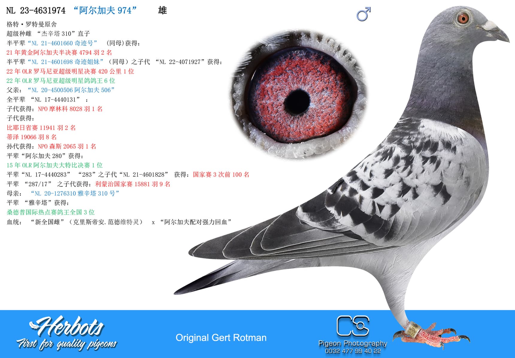 pigeon: undefined