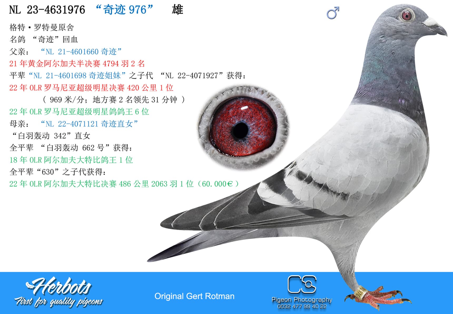 pigeon: undefined