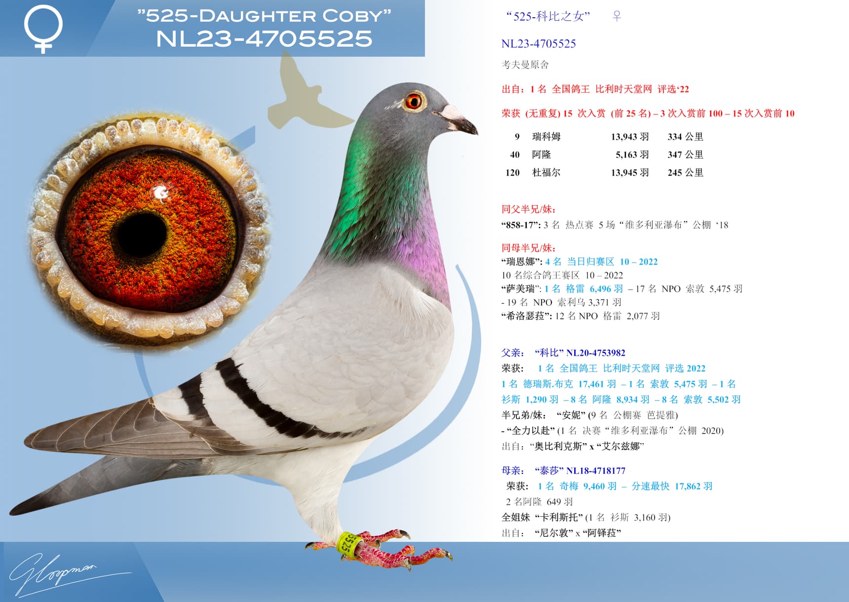 pigeon: “525-科比之女”