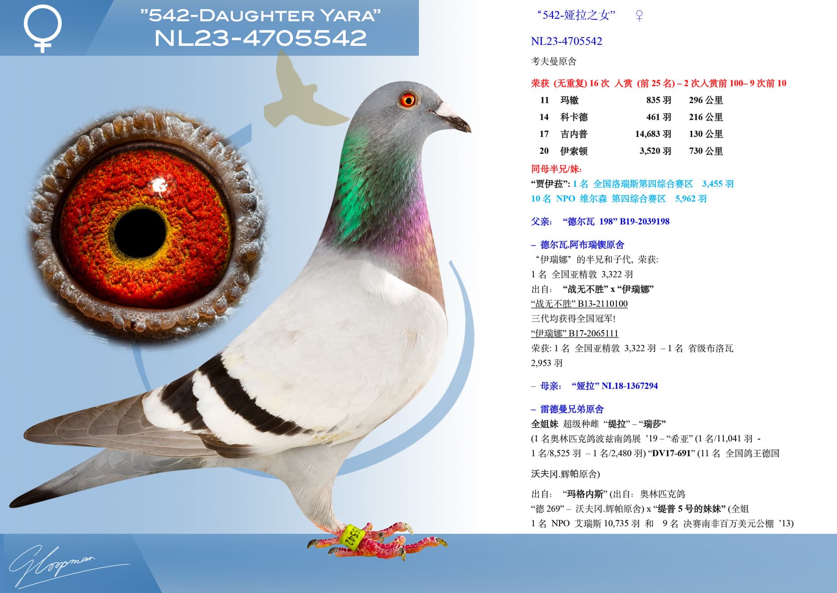 pigeon: “542-娅拉之女”