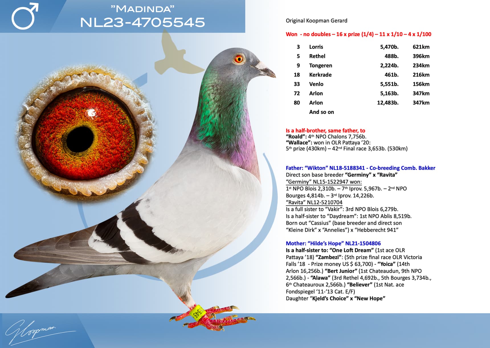 pigeon: undefined
