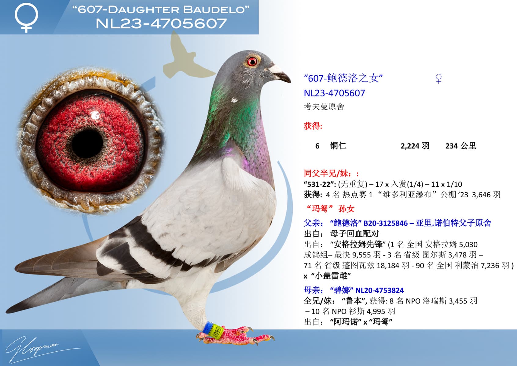 pigeon: undefined