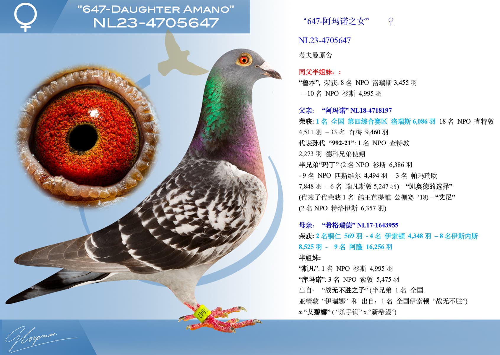 pigeon: undefined