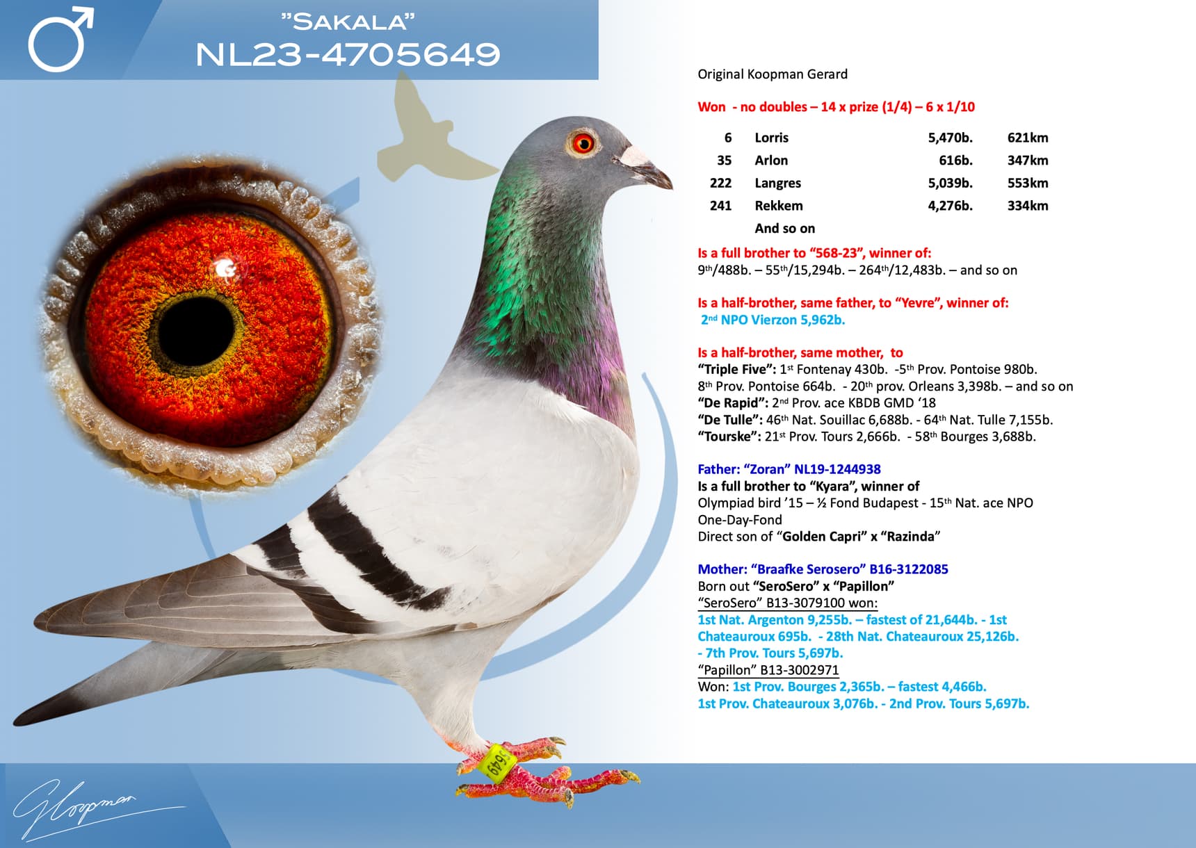 pigeon: undefined