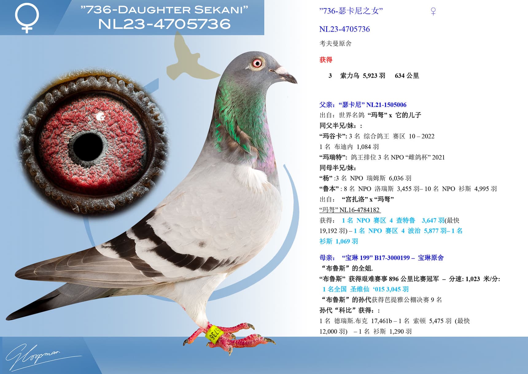 pigeon: undefined