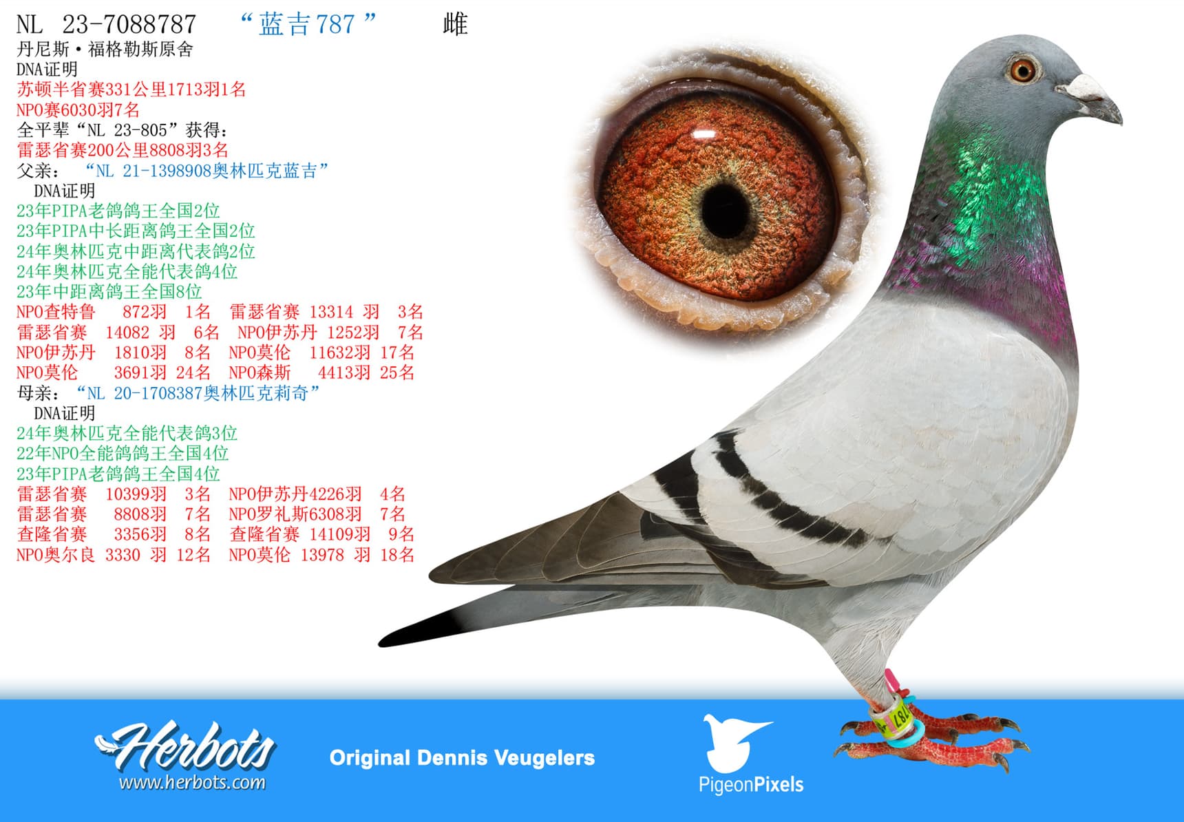 pigeon: undefined