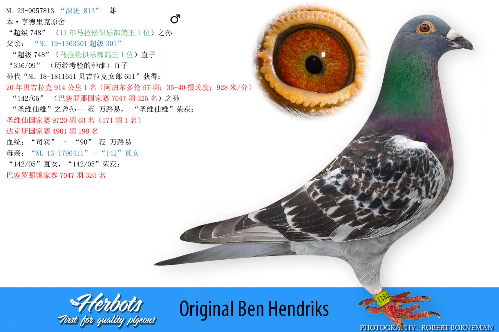 pigeon: undefined