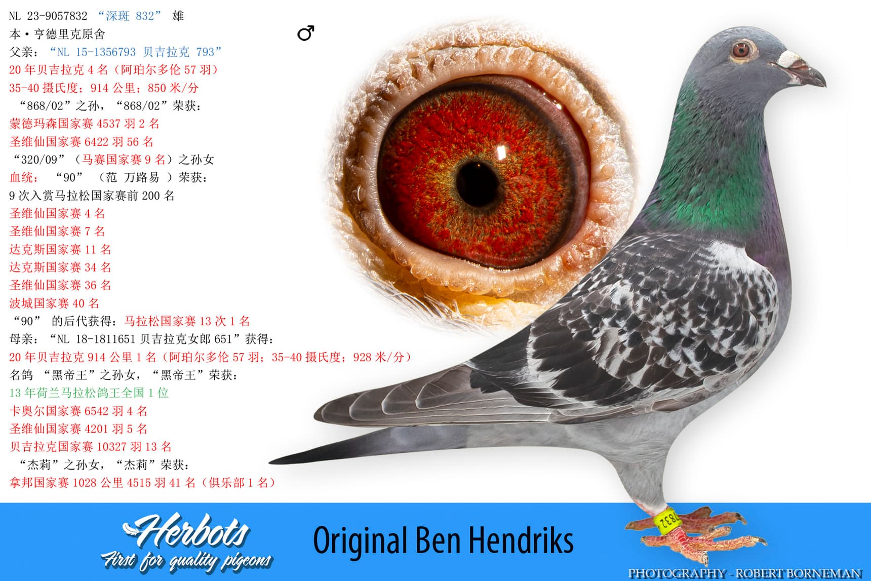 pigeon: “深斑 832”