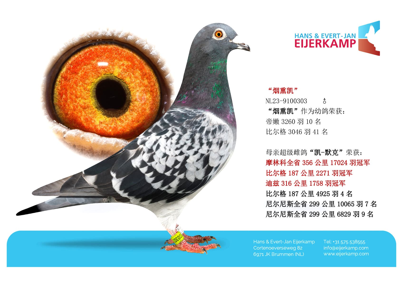 pigeon: undefined