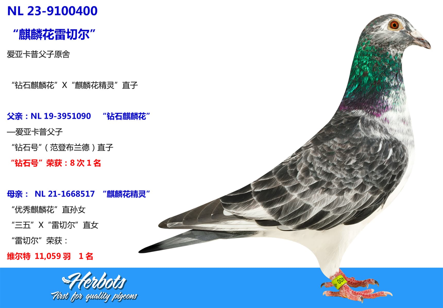 pigeon: undefined