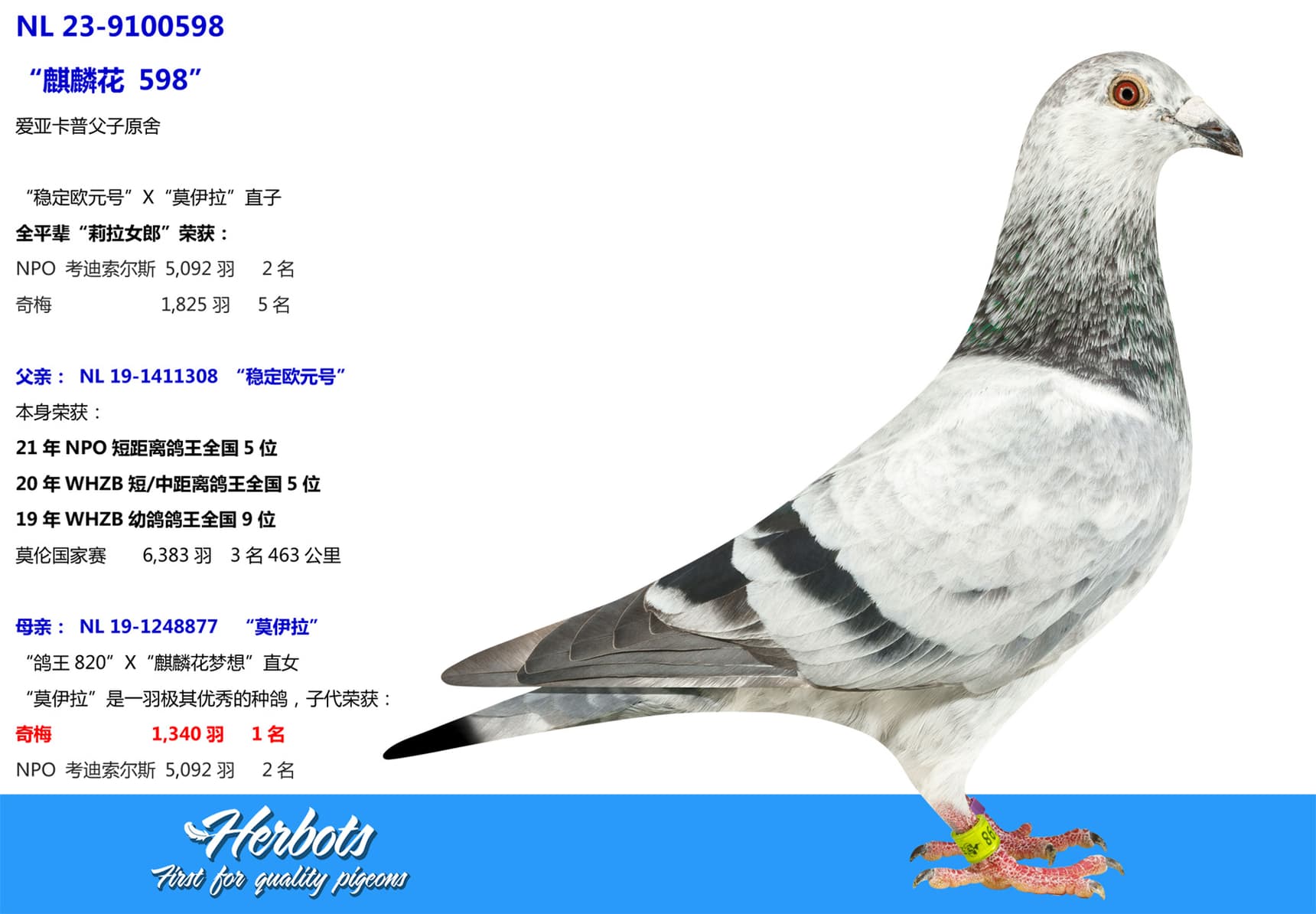 pigeon: "Grizzle 598"