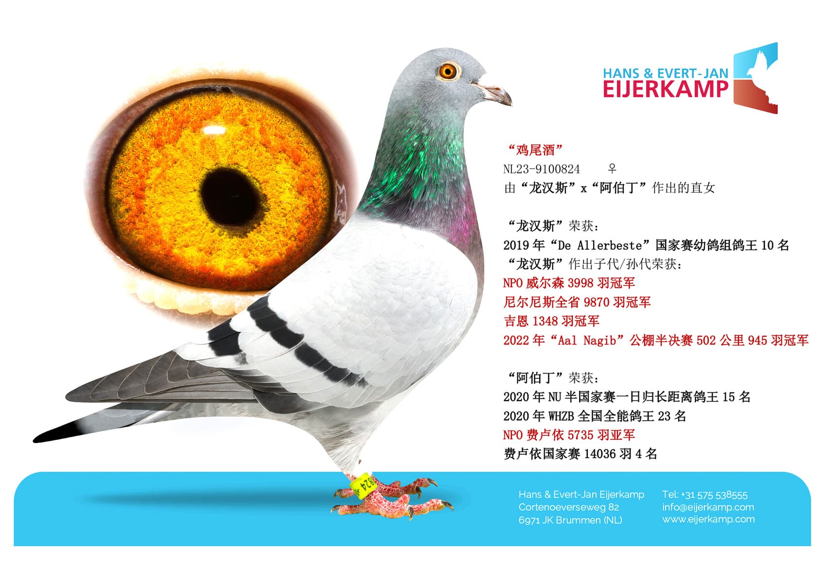 pigeon: “鸡尾酒”