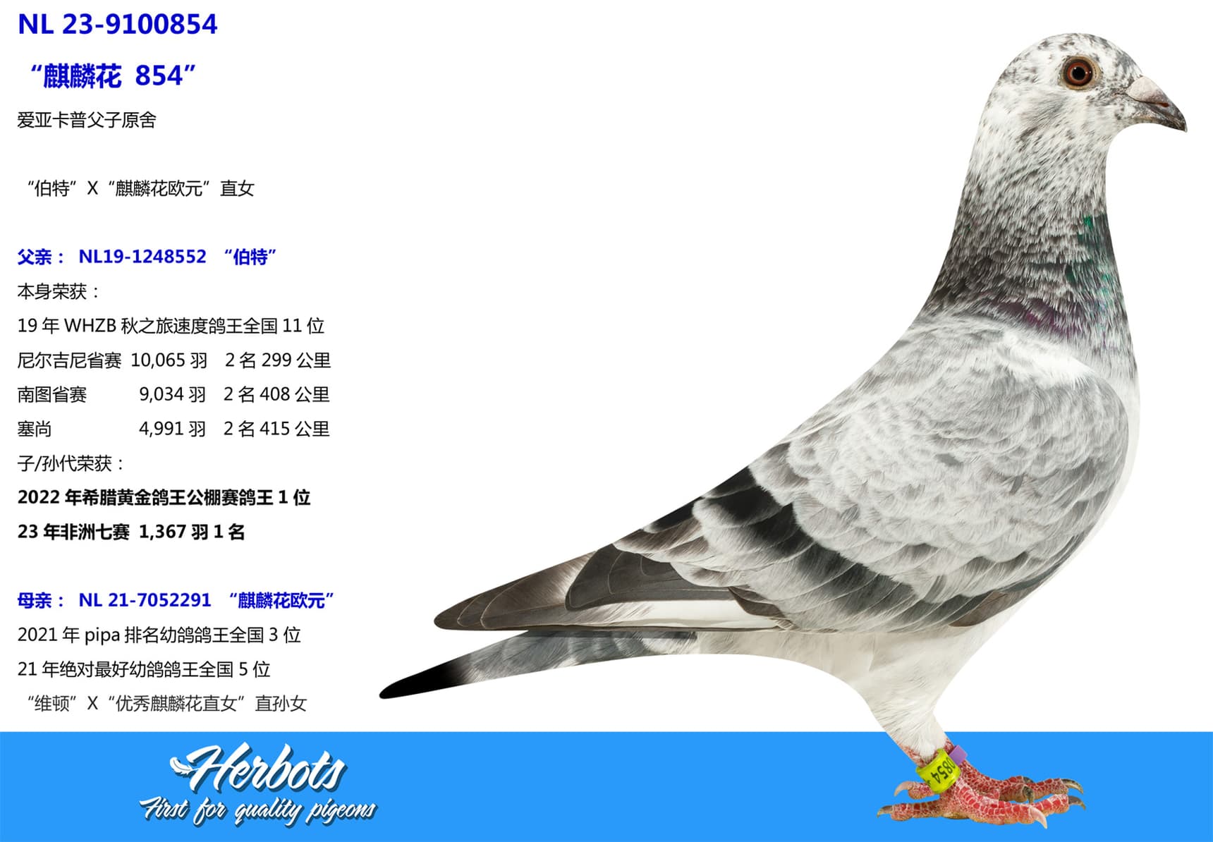 pigeon: “麒麟花 854”