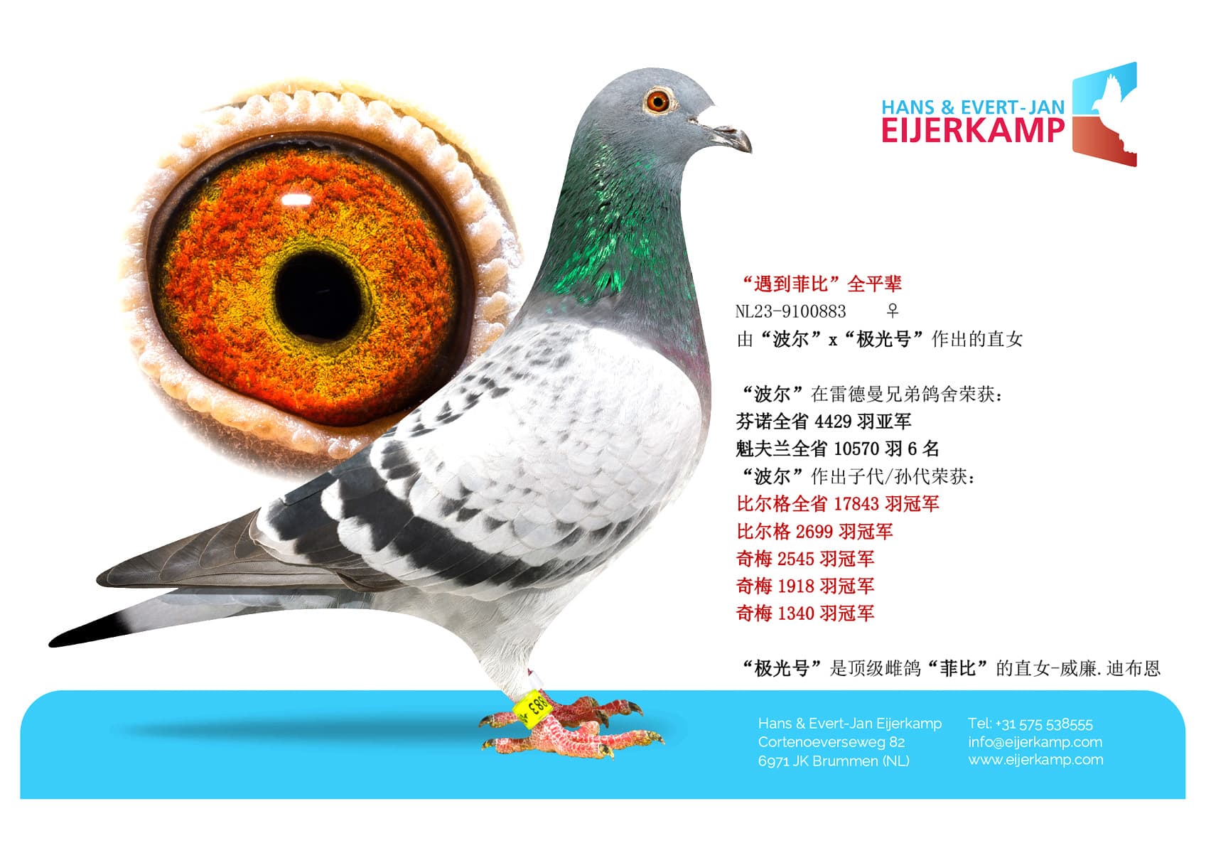 pigeon: “遇到菲比”全平辈