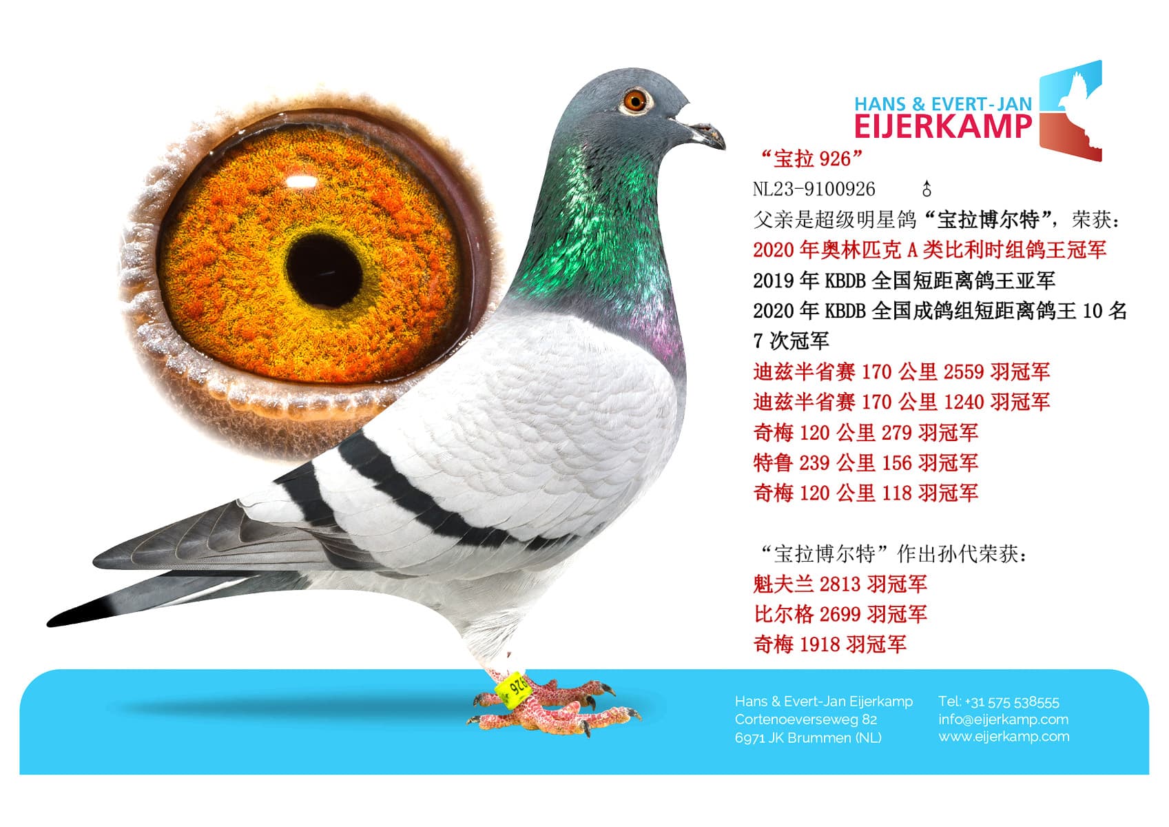 pigeon: “宝拉926”