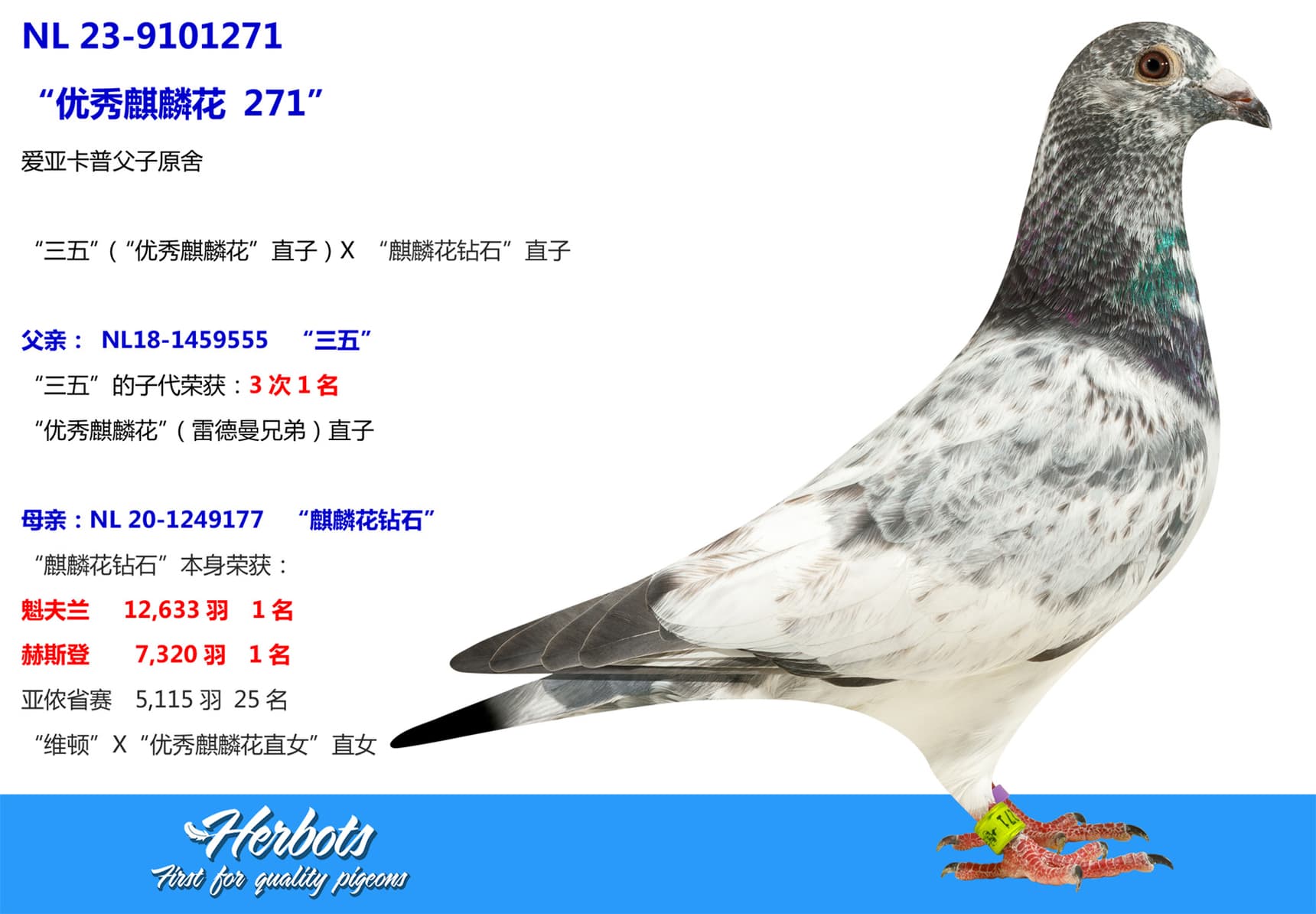 pigeon: undefined