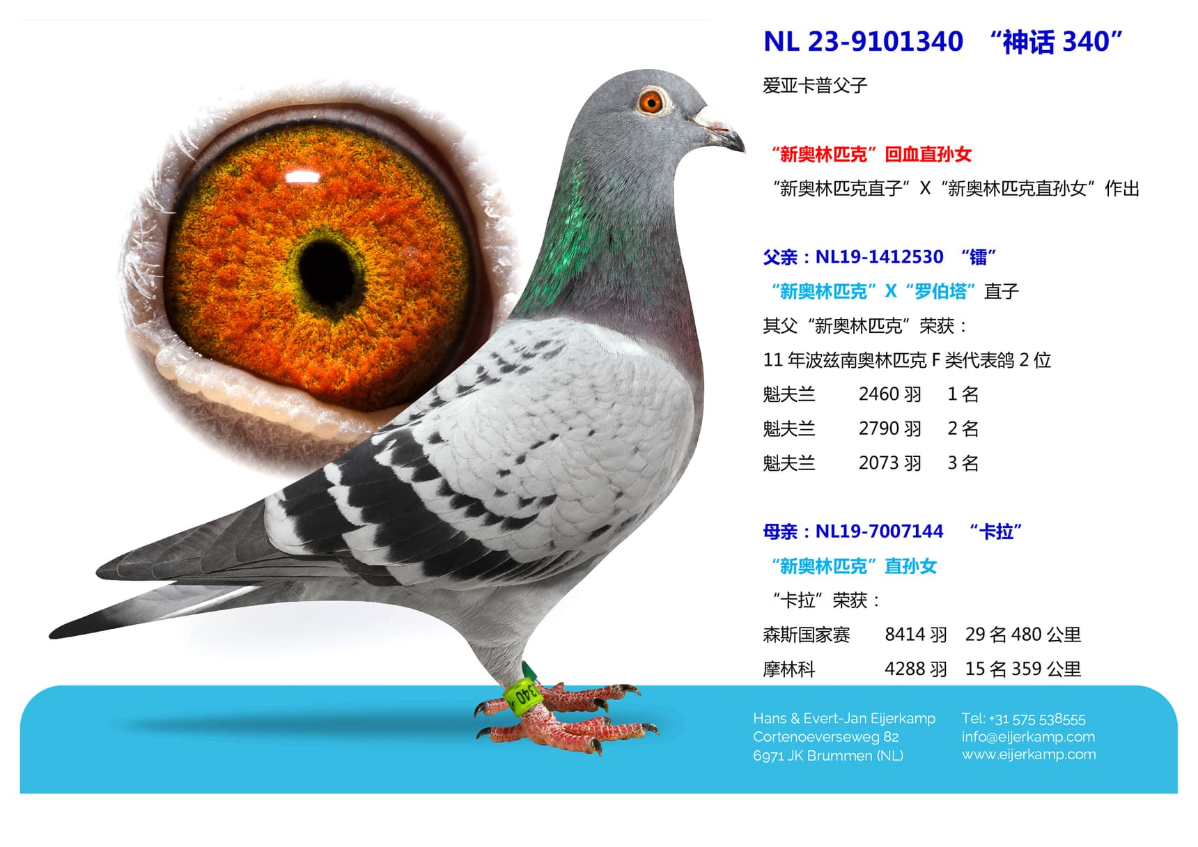 pigeon: “神话340”