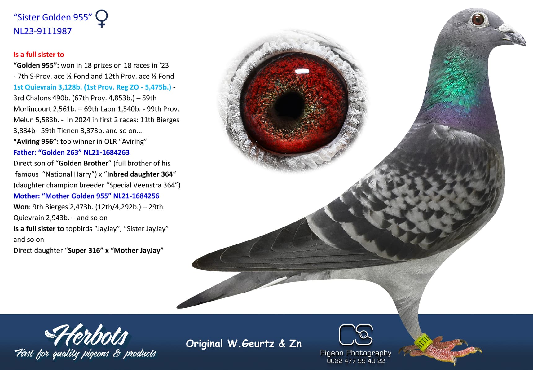 pigeon: “Sister Golden 955”