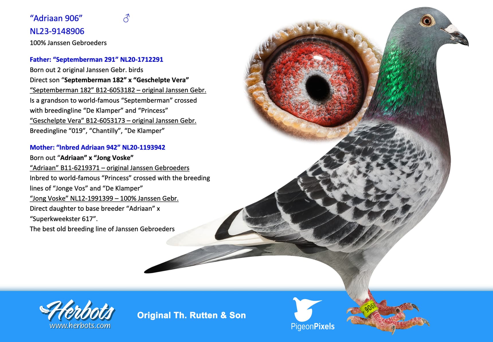 pigeon: “Adriaan 906”
