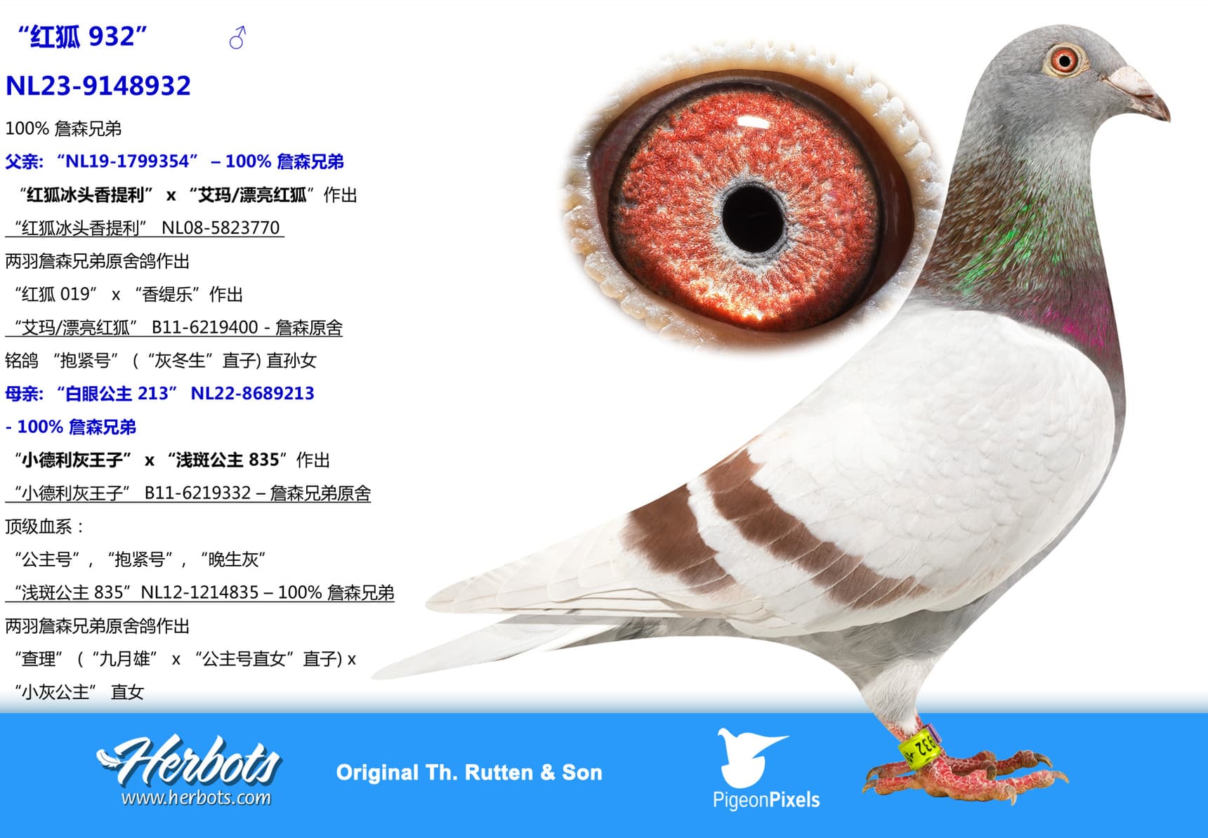 pigeon: undefined