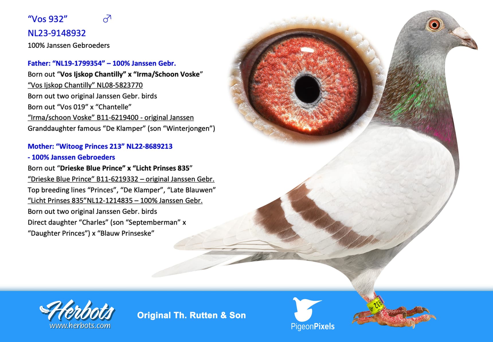 pigeon: “Vos 932”