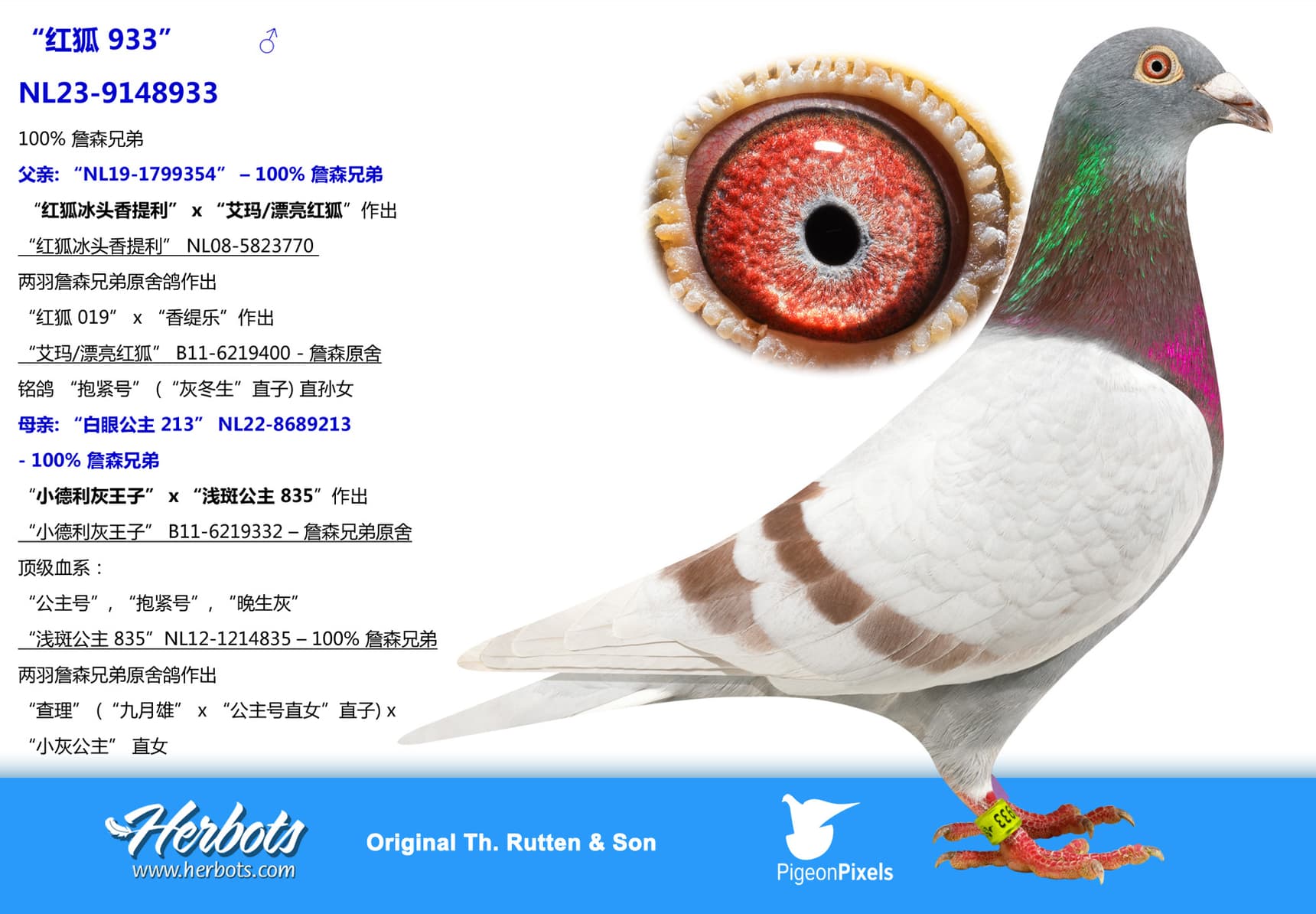 pigeon: undefined