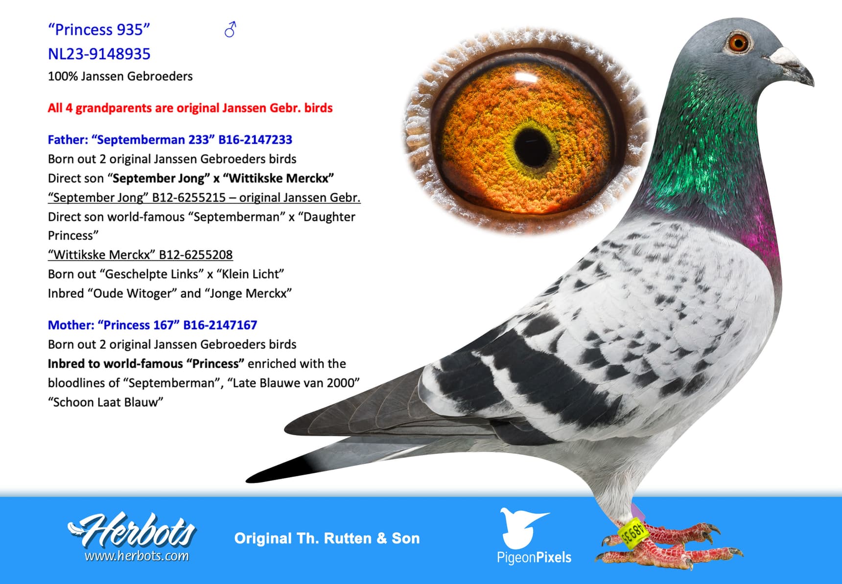 pigeon: “Princess 935”