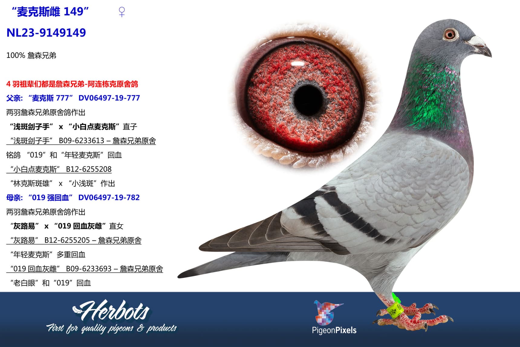 pigeon: “麦克斯雌 149”