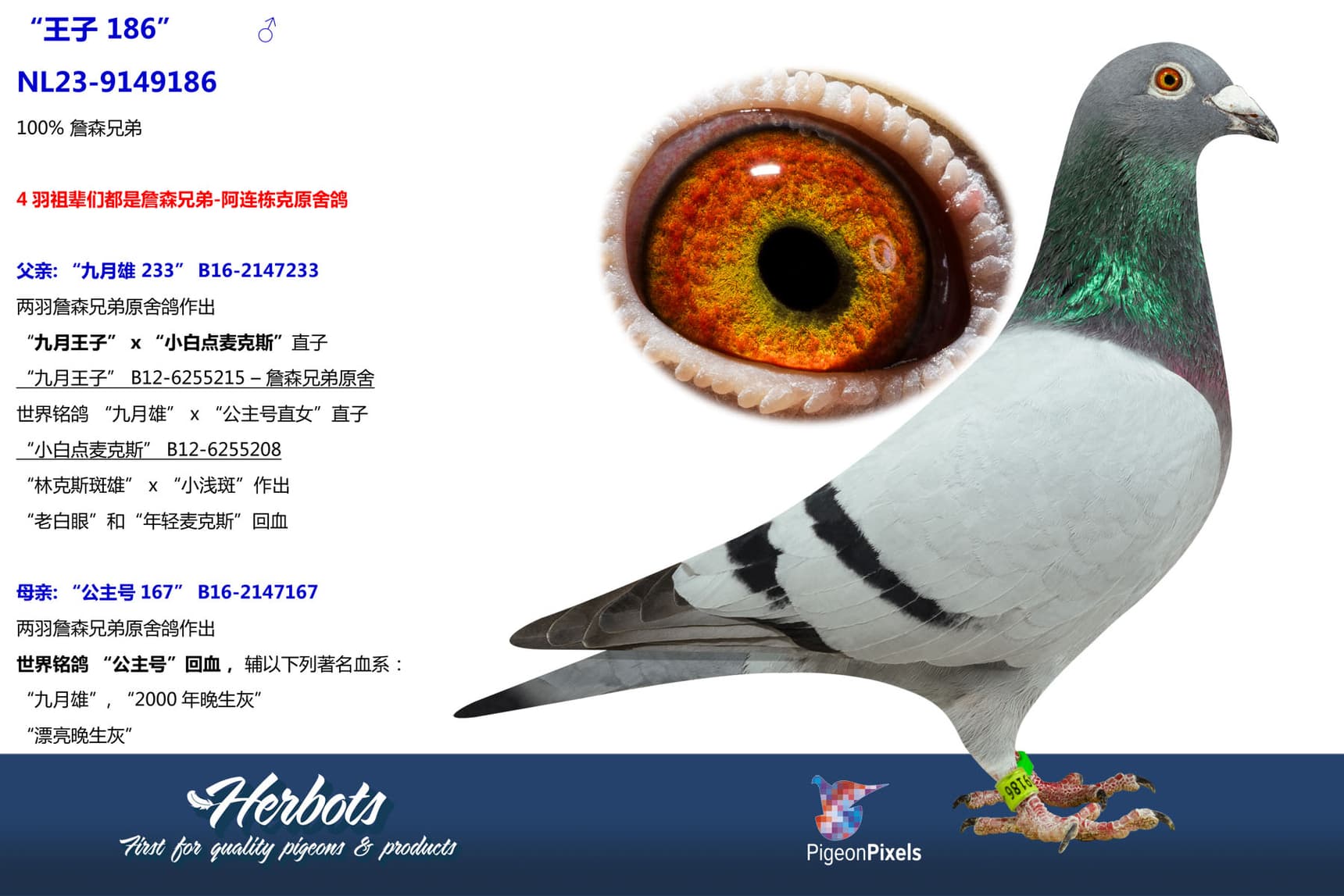 pigeon: “王子 186”