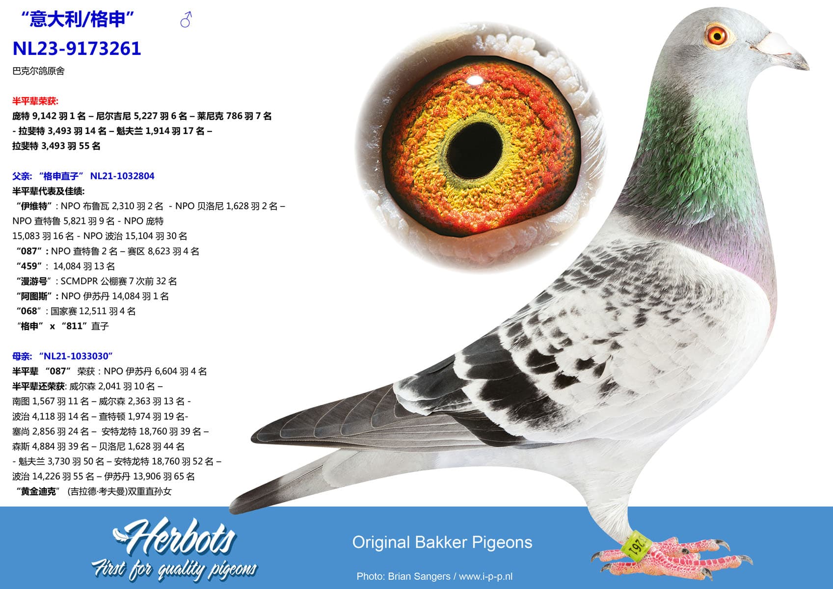 pigeon: “意大利/格申”