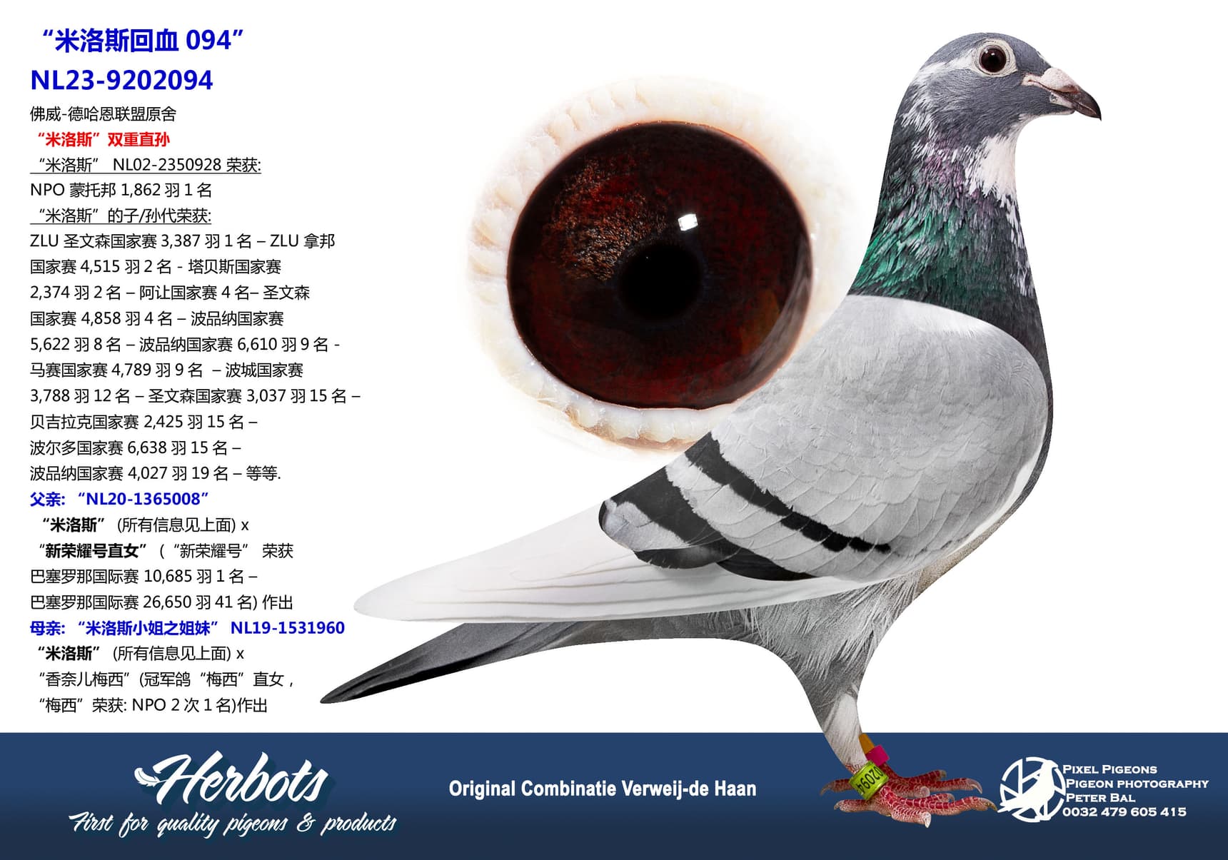 pigeon: undefined