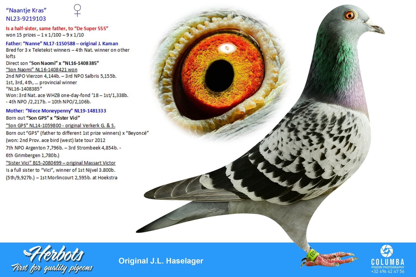 pigeon: undefined