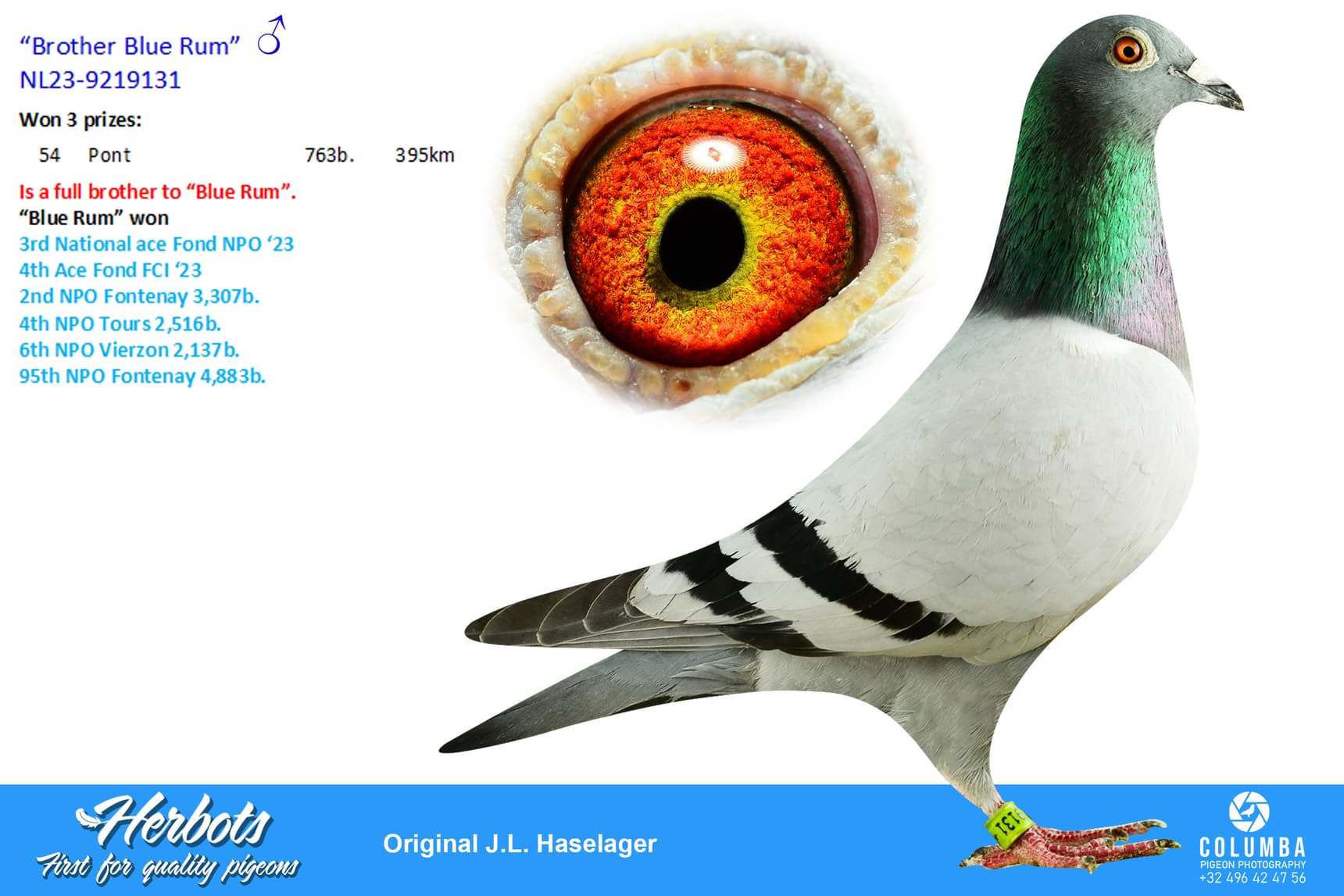 pigeon: undefined