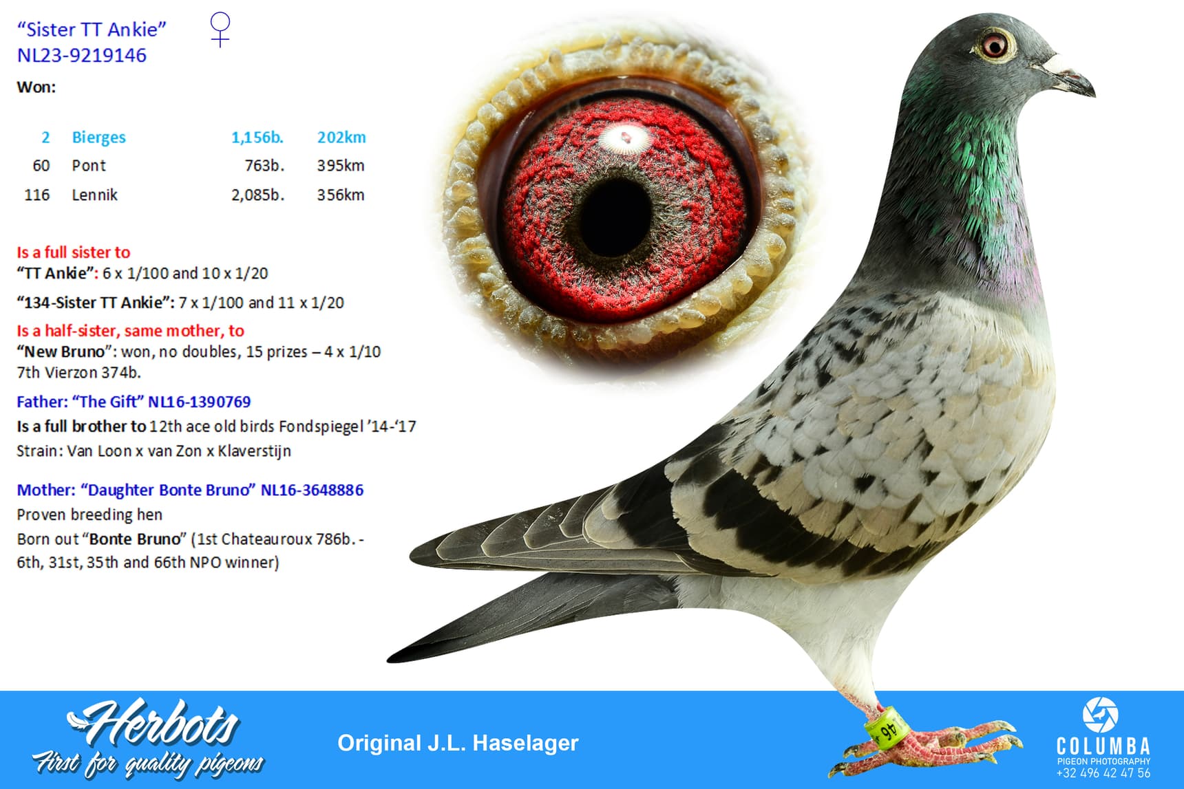 pigeon: undefined